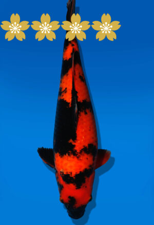 Koi Auktion Shinoda HiUtsuri JumboTosai Shinoda - 39cm GT03-1562