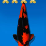 Koi Auktion Shinoda HiUtsuri JumboTosai Shinoda - 39cm GT03-2213