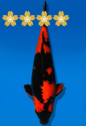 Koi Auktion Shinoda HiUtsuri JumboTosai Shinoda - 39cm GT03-1563