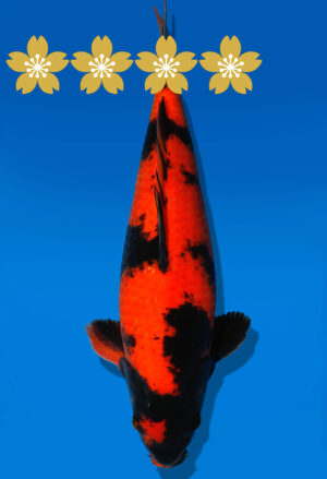 Koi Auktion Shinoda HiUtsuri JumboTosai Shinoda - 38cm GT03-1564