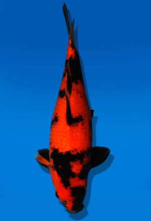 Koi Auktion Shinoda HiUtsuri JumboTosai Shinoda - 38cm GT03-1567