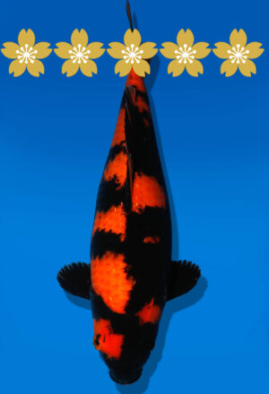 Koi Auktion Shinoda HiUtsuri JumboTosai Shinoda - 41cm GT03-1565