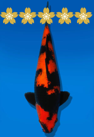 Koi Auktion Shinoda HiUtsuri JumboTosai Shinoda - 38cm GT03-1574