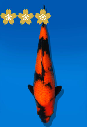 Koi Auktion Shinoda HiUtsuri JumboTosai Shinoda - 38cm GT03-1573