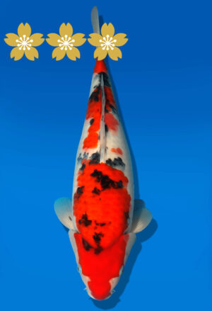 Koi Auktion Dainichi Sanke JumboTosai NewMSankeJr. - 42cm GT01-1536
