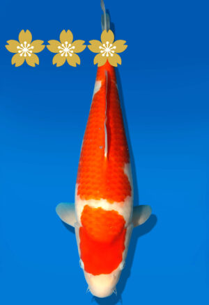 Koi Auktion Dainichi Kohaku JumboTosai Wild - 45cm GT01-1537