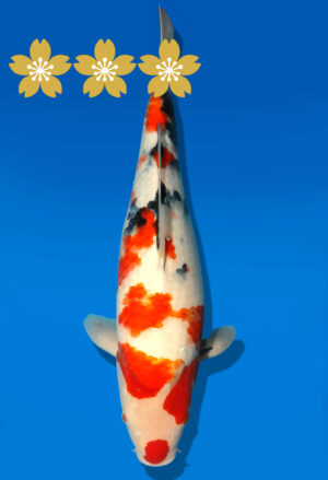 Koi Auktion Dainichi Showa JumboTosai NewMonroe - 47cm GT01-1534