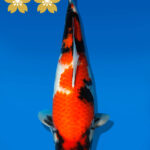 Koi Auktion Dainichi Showa JumboTosai NewMonroe - 41cm GT02-2222