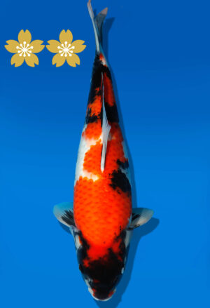 Koi Auktion Dainichi Showa JumboTosai NewMonroe - 49cm GT02-1538
