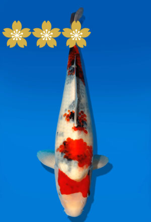 Koi Auktion Dainichi Showa JumboTosai NewMonroe - 40cm GT02-1539