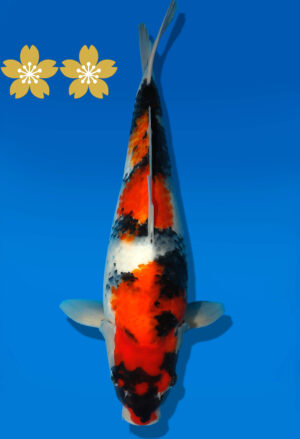 Koi Auktion Dainichi Showa JumboTosai NewMonroe - 36cm GT02-1561