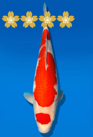 Koi Auktion Dainichi Kohaku JumboTosai Wild - 44cm GT02-1562