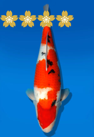 Koi Auktion Dainichi Sanke JumboTosai newMSanke - 39cm GT03-1540