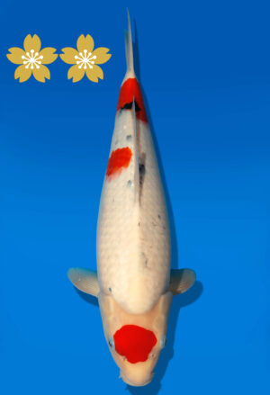 Koi Auktion Dainichi Sanke JumboTosai newMSanke - 42cm GT03-1541