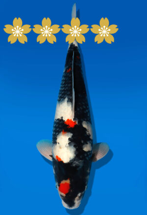 Koi Auktion Dainichi Showa JumboTosai NewMonroe - 37cm GT03-1542