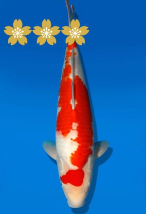 Koi Auktion Dainichi Kohaku JumboTosai RedTiger - 43cm GT03-1543