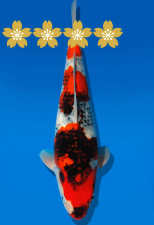 Koi Auktion Dainichi Showa JumboTosai NewMonroe - 37cm GT04-1544