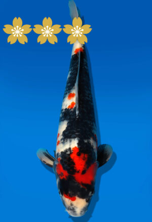 Koi Auktion Dainichi Showa JumboTosai NewMonroe - 43cm GT04-1545