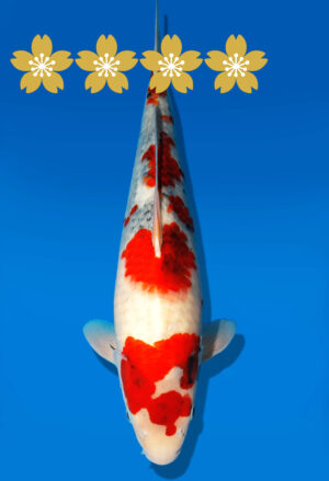 Koi Auktion Dainichi Showa JumboTosai NewMonroe - 41cm GT04-1546