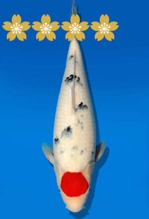 Koi Auktion Dainichi TSanke JumboTosai NewMSankeJr. - 38cm GT04-1563