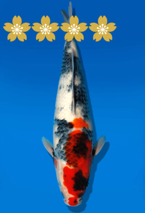 Koi Auktion Dainichi Showa JumboTosai NewMonroe - 36cm GT05-1547