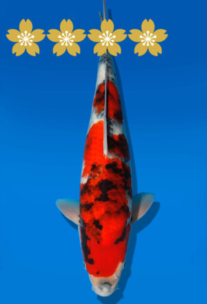 Koi Auktion Dainichi Showa JumboTosai SuperMonster - 40cm GT05-1548
