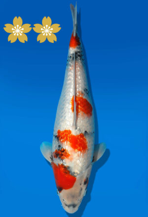 Koi Auktion Dainichi GinrinShowa JumboTosai XGinrin - 33cm GT05-1564