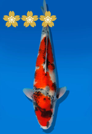 Koi Auktion Dainichi Showa JumboTosai SuperMonster - 30cm GT05-1549