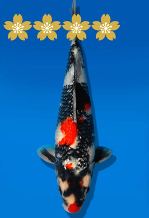 Koi Auktion Dainichi GinrinShowa JumboTosai XYGinrinShowa - 34cm GT06-1565