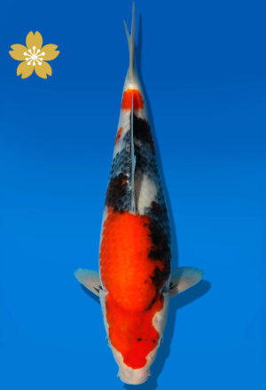 Koi Auktion Dainichi Showa JumboTosai Monroe - 27cm GT06-1550