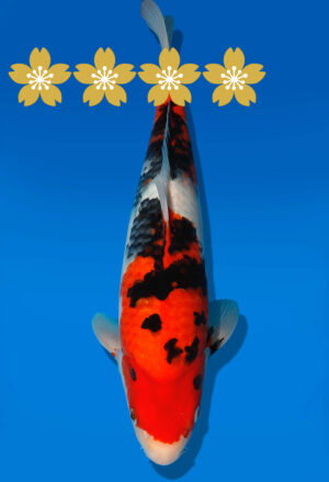 Koi Auktion Dainichi Sanke JumboTosai newMSanke - 38cm T06-1551
