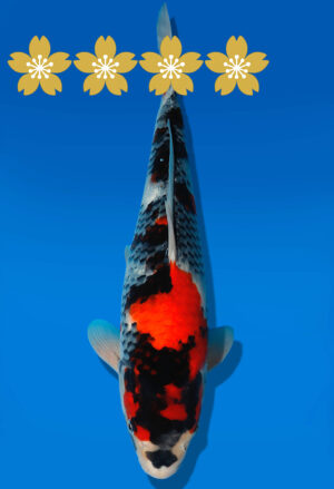 Koi Auktion Dainichi Showa JumboTosai BlackMonroe - 37cm KT01-1552