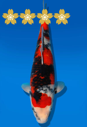 Koi Auktion Dainichi Showa JumboTosai MonaLisa - 35cm KT01-1553