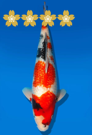 Koi Auktion Dainichi GinrinShowa JumboTosai XGinrin - 36cm KT01-1554