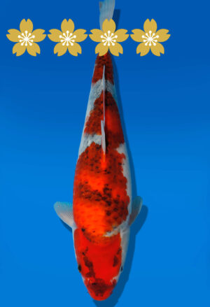 Koi Auktion Dainichi Showa JumboTosai BlackMonroe - 33cm KT01-1555