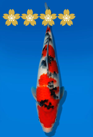Koi Auktion Dainichi Sanke JumboTosai NewMSankeJr. - 35cm KT01-1556