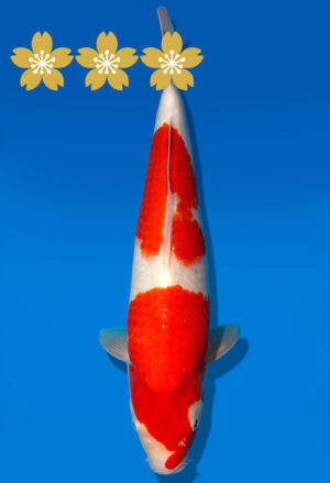 Koi Auktion Dainichi Kohaku JumboTosai Wild - 38cm KT01-1557
