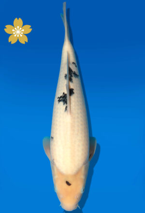 Koi Auktion Dainichi Bekko JumboTosai NewMSankeJr. - 41cm KT01-1558