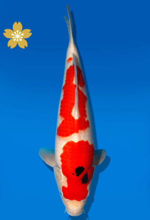 Koi Auktion Dainichi Showa JumboTosai NewMonroe - 45cm KT01-1566