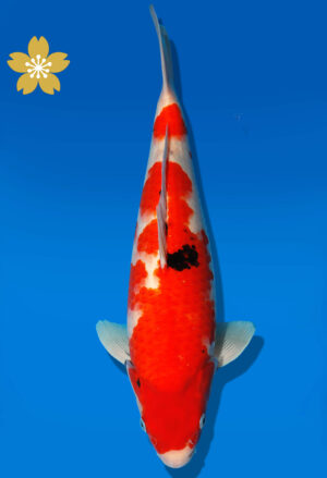 Koi Auktion Dainichi Showa JumboTosai NewMonroe - 41cm KT02-1567