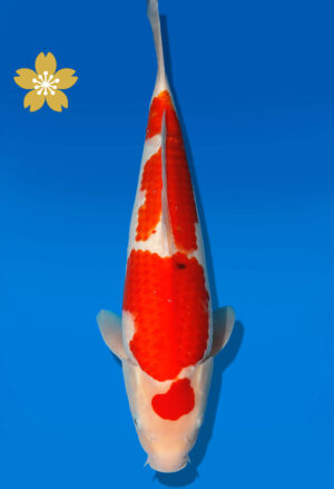 Koi Auktion Dainichi Sanke JumboTosai NewMSankeJr. - 40cm KT02-1559