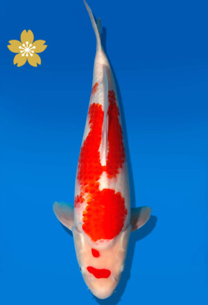Koi Auktion Dainichi Kohaku JumboTosai WhiteDragon - 43cm KT02-1560
