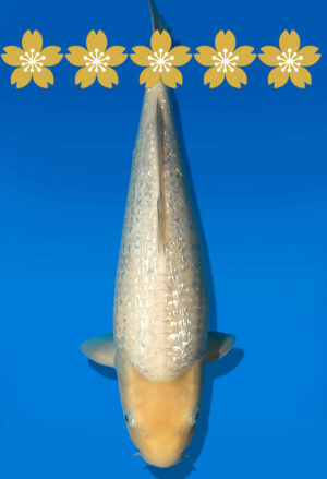 Koi Auktion Dainichi WhiteKarashigoi JumboTosai WhiteMonkey - 40cm GT01-1575