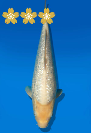 Koi Auktion Dainichi WhiteMonkey JumboTosai WhiteMonkey - 35cm GT01-1576