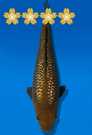 Koi Auktion Dainichi GinrinChagoi JumboTosai BrownMonkey - 35cm GT01-1577