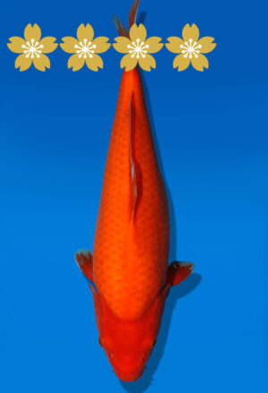 Koi Auktion Dainichi Benigoi JumboTosai RedTiger - 37cm GT01-1578