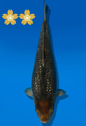 Koi Auktion Dainichi GinrinChagoi JumboTosai BrownMonkey - 37cm GT02-1583