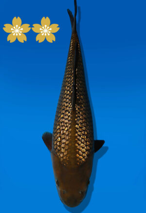 Koi Auktion Dainichi GinrinChagoi JumboTosai BrownMonkey - 39cm GT02-1584