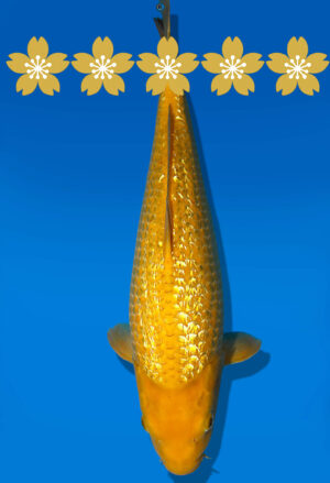 Koi Auktion Dainichi GinrinKarashigoi JumboTosai YellowMonkey - 40cm GT02-1585