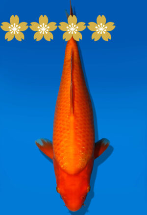 Koi Auktion Dainichi Benigoi JumboTosai SuperMonster - 42cm GT02-1579